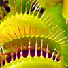 Venus Fly Traps