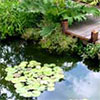 Water Lilies & Gunnera