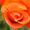 Westerland Rose