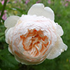 Windemere Rose