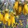 Flowering Kowhai Tree