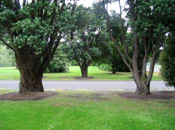  We call them New Zealand Xmas trees because they have red needle-like flowers in mid December. 