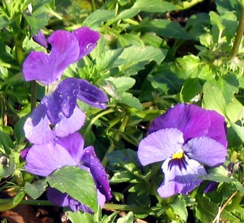  Self-sown pansies. 