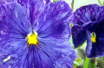  I cheated! This pansy is in a pot on my glass-house bench! 