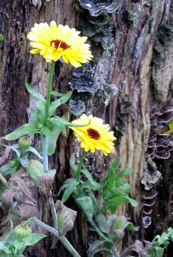  An easy-to-grow annual flower. 