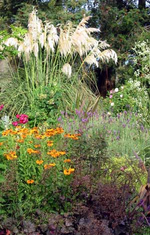  In New Zealand mixed borders often have the native Toe Toe in the centre. The leaves are sharp edged, though, and gardening gloves must be worn. 