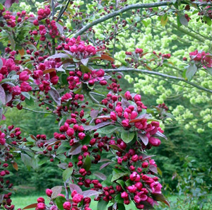  The elm tree with a small Crabapple tree in spring blossom. 