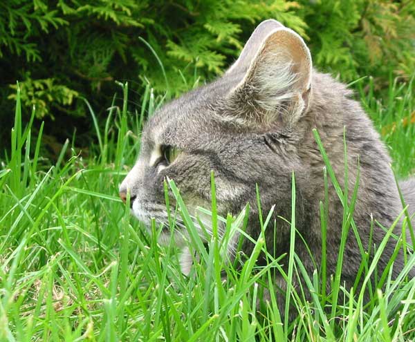  I now have over 100 photos of Stumpy in various grass poses. 