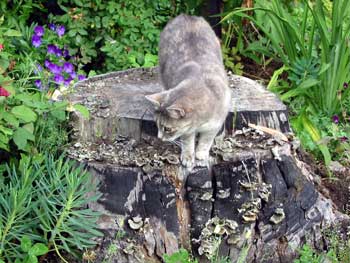  Jerome exploring a barely visible tree stump. 