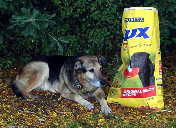  Taj-dog's not so favourite dog biscuits. 