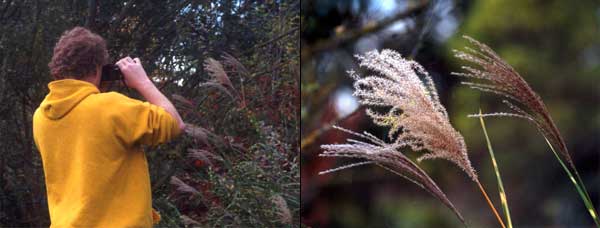  Caught in the act of snapping the miscanthus. 