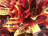 red 
codiaeum variegatum