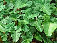 taro leaves