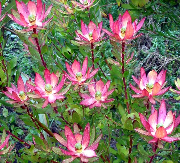  Leucadendron Safari Sunset. 