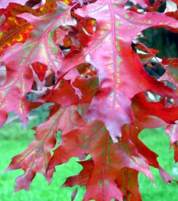  Yes, it's another oak tree leaf. 