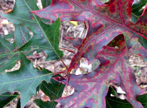  Oak leaves in early Autumn. 