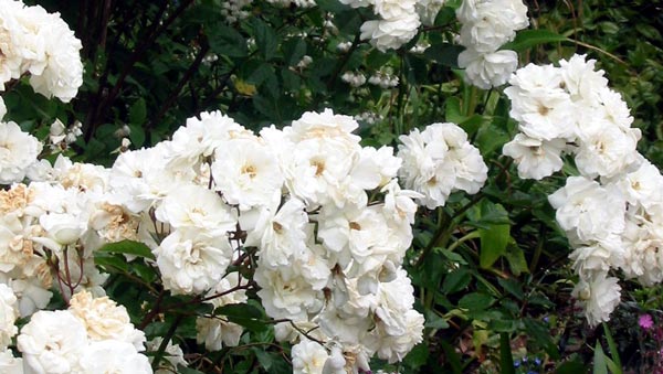  This is a gleaming glistening white rose I love. 