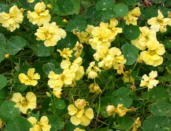  These were first grown from a packet of seeds. Now I just collect and scatter. 