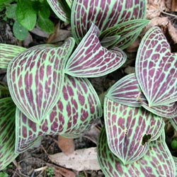  The leaves are about 15cm in length. 