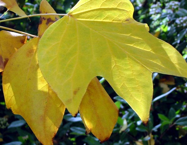  This tree has beautifully large yellow leaves in Autumn. 