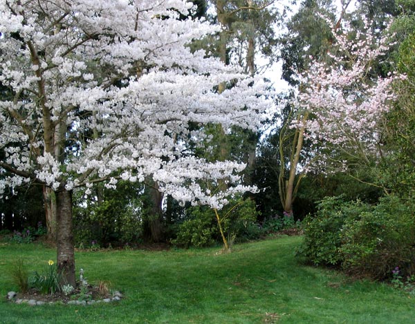  Spring beauties. 