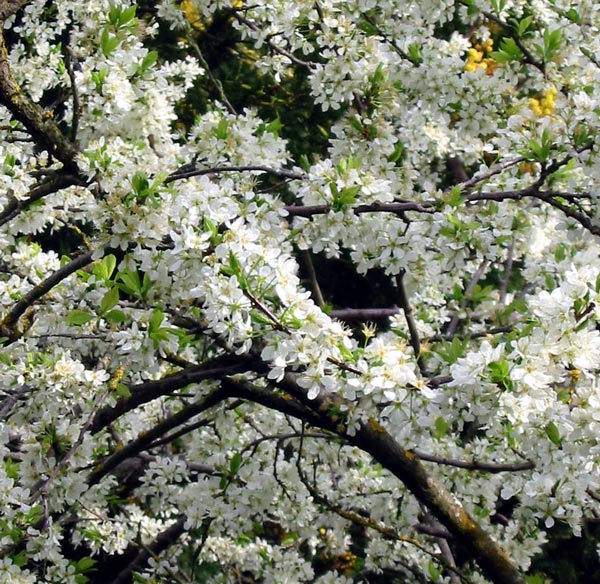  The plums are beautiful too! 