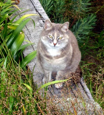  Jerome loves gardening. 