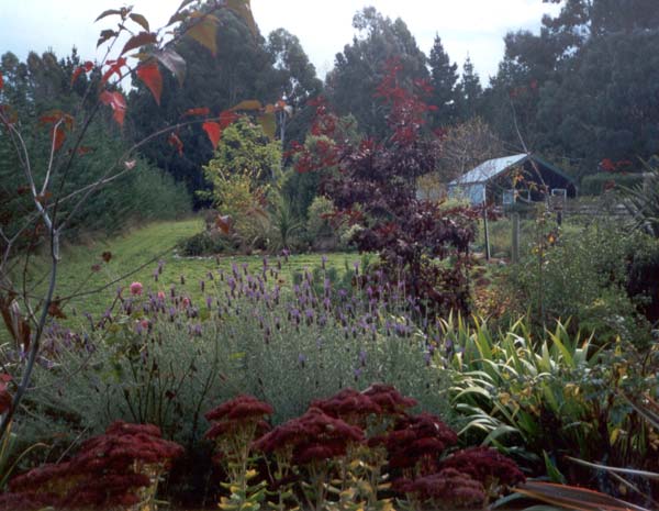  The ducks sit and rest on this garden lawn in early summer. 