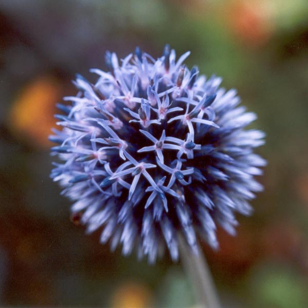  beautiful blue Echinops thistle 