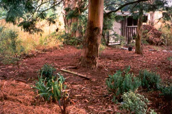  It's hard to keep this area clear of gum tree debris. 