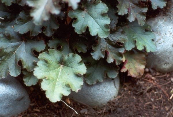  more bargain bin garden gems - heucheras 