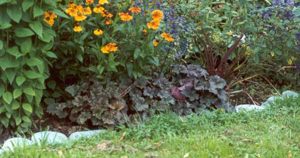  Heuchera border edged with river stones 