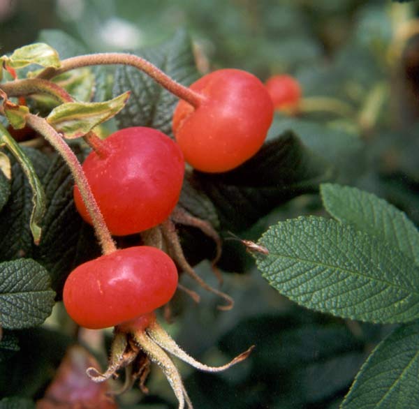  winter rugosa rose hips 