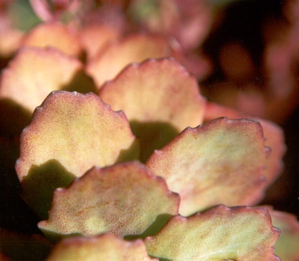  Warm earthy autumnal garden tones. 