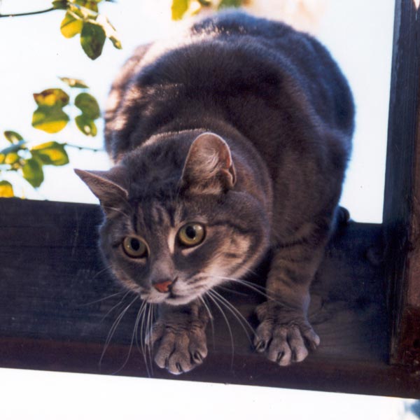  Stumpy the garden cat with claws at the ready, about to fall seven feet onto a patio. 