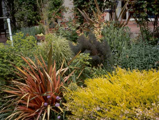  I've also grown bronze fennel in a garden pot. All the stylish gardeners I read about use bronze fennel... 