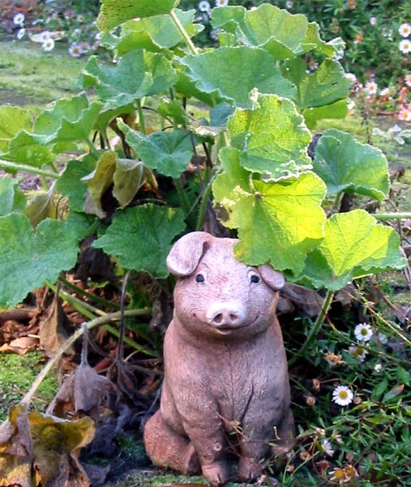  A guard pig. 