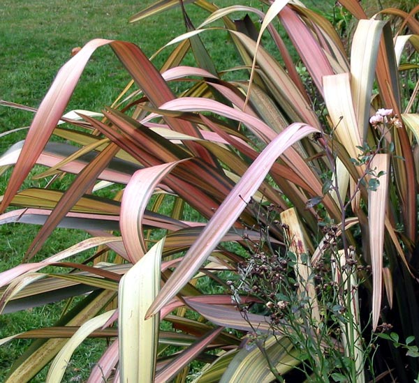  This flax has a delicate weeping habit. 