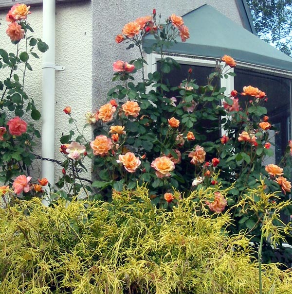  My friend Sherryn loves this rose for its vibrant colours. 