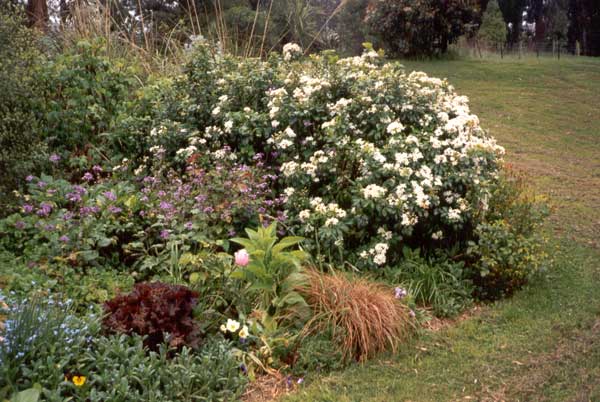  The shrub Choisya has a citrus smell. 