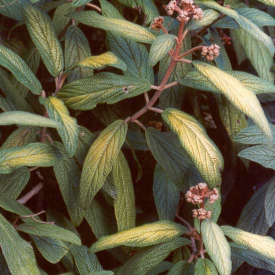  A very textural tree-shrub. 