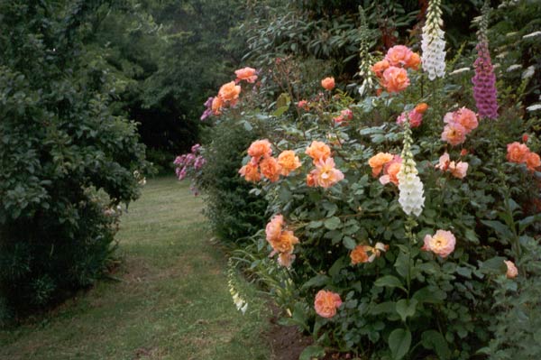  I like the colour combination of foxgloves and rose. 