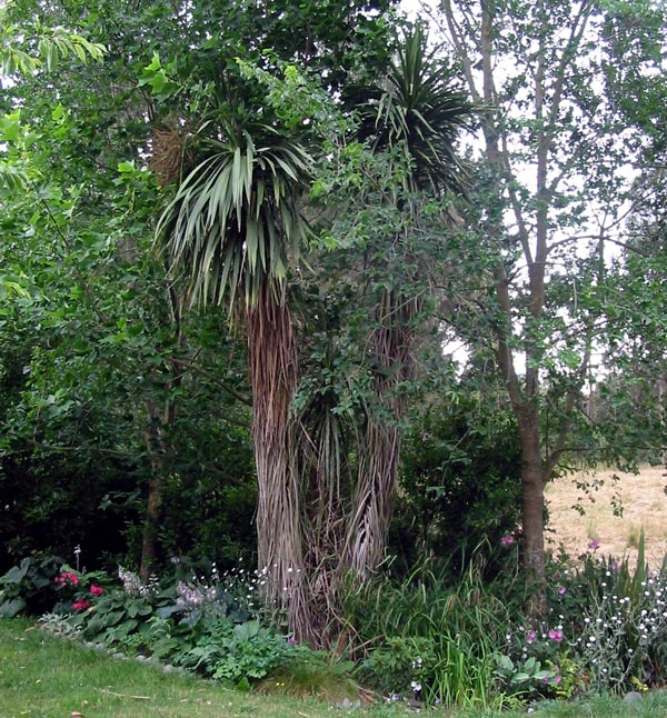  This tree has two trunks. 