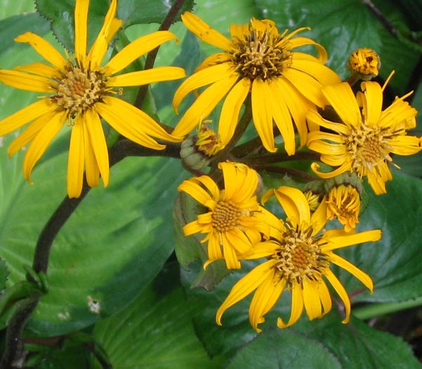  The leaves are a mixture of dark green colours. 