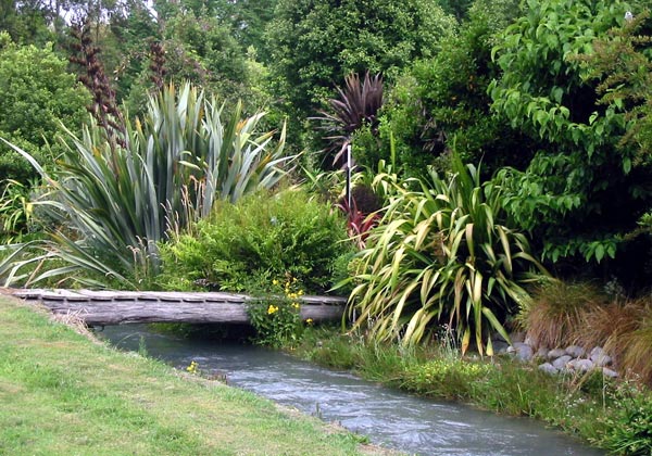  Spikes of flaxes and cordylines. 