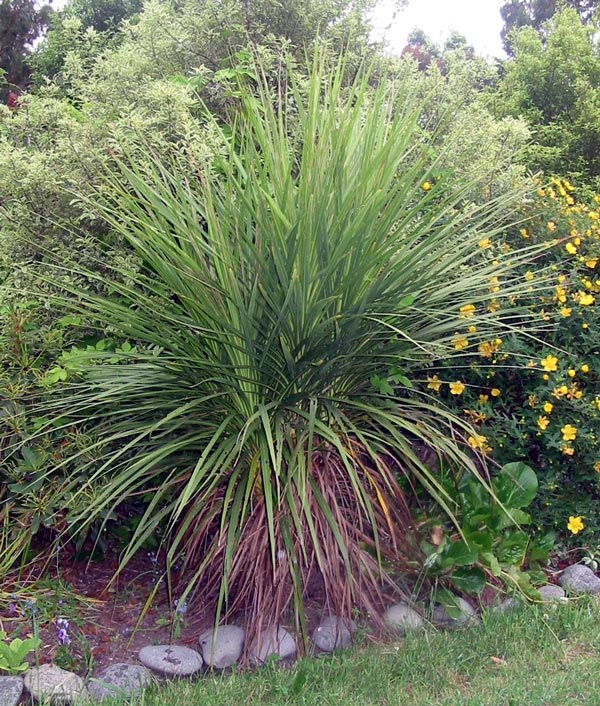  This is actually re-growth from the base of the Cabbage tree. 