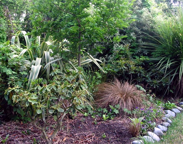  The rhododendrons are growing happily in this garden. 