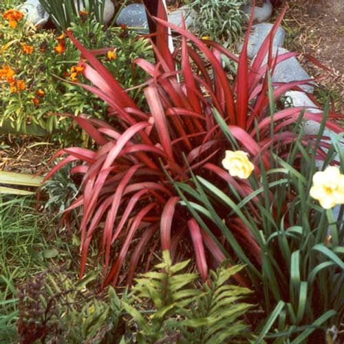  This is the reddest small flax in the garden. 