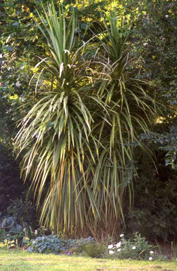  This forking cordyline was destined to be naturally scruffy. 