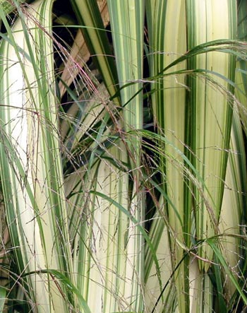  Different leaves from the same plant have quite different striped markings. 